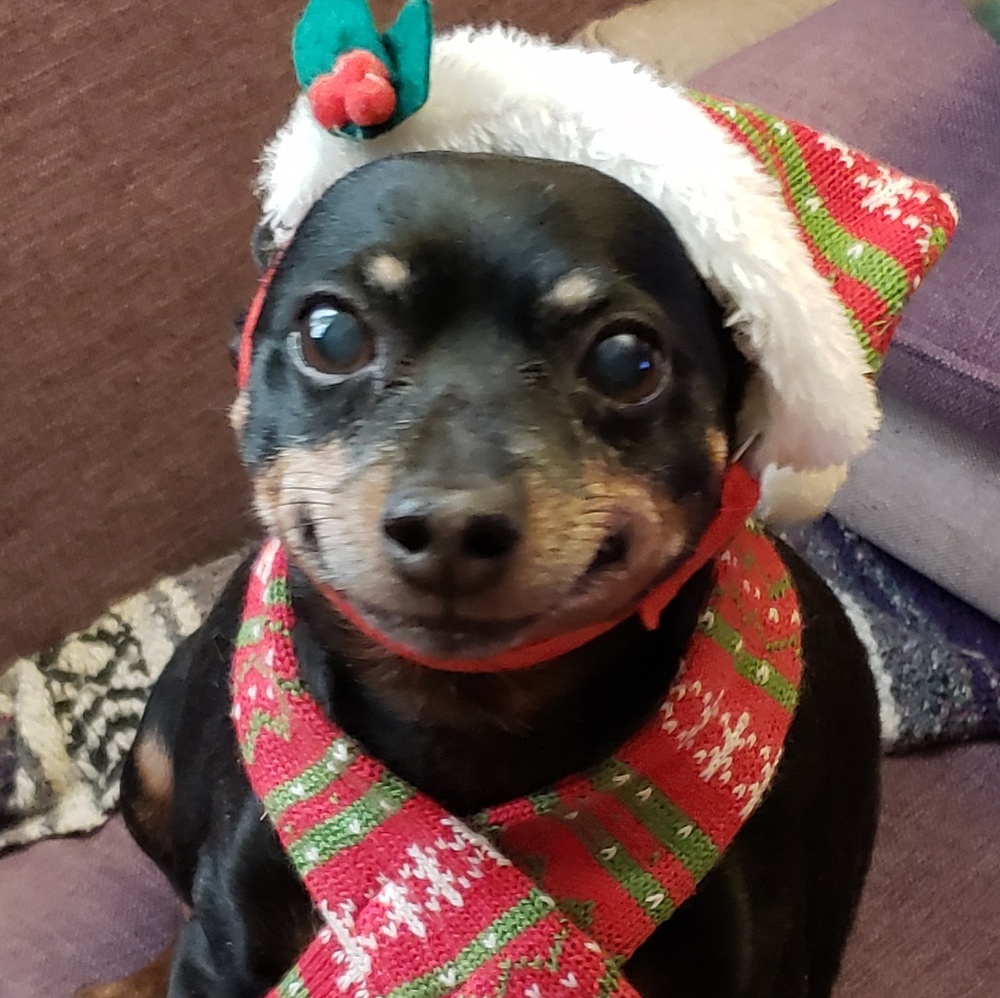 Meet your Posher, Patty